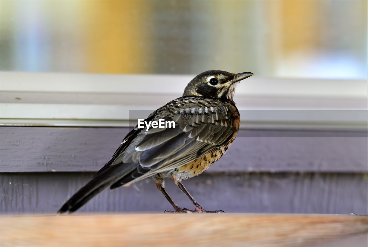 BIRD PERCHING ON A TABLE