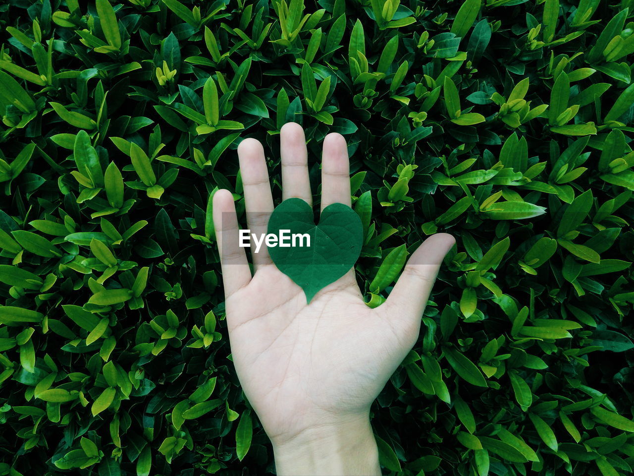 Cropped image of hand holding leaf against plant