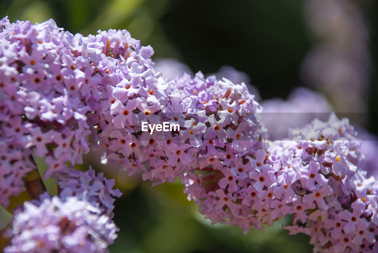 CLOSE-UP OF PURPLE LAVENDER FLOWERS