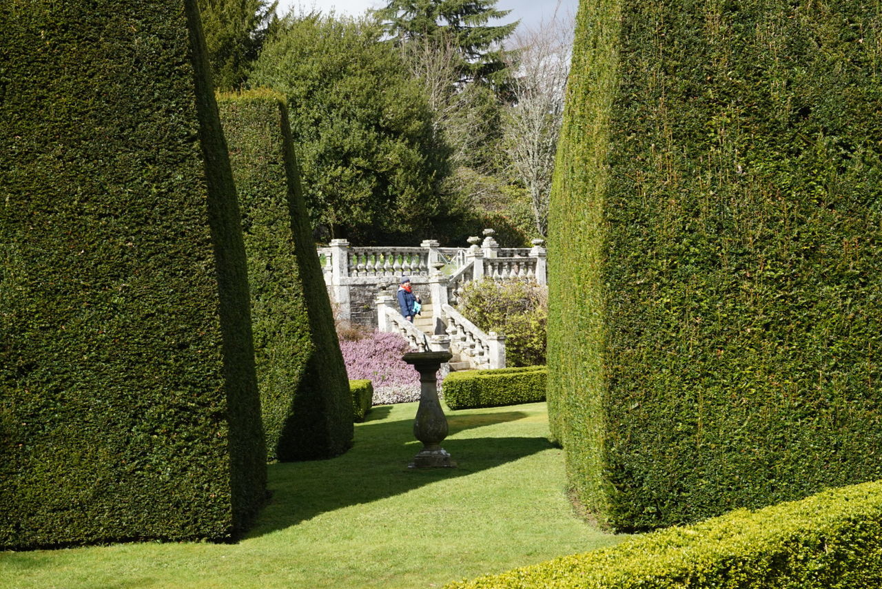 Topiaries in formal garden