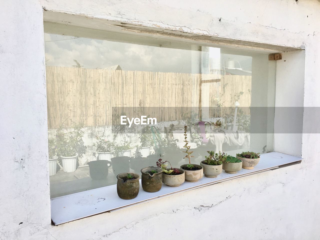 Plants on window sill