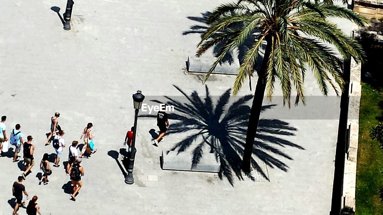 VIEW OF PALM TREES