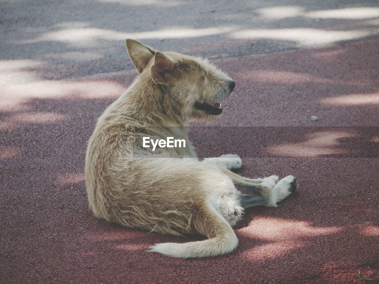 Full length of dog relaxing on street