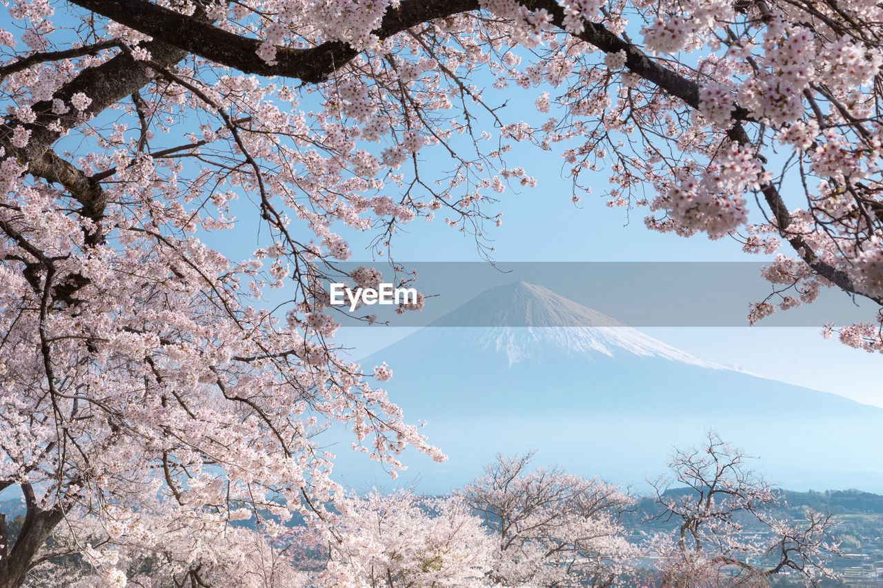 View of cherry blossom tree with mountain in background