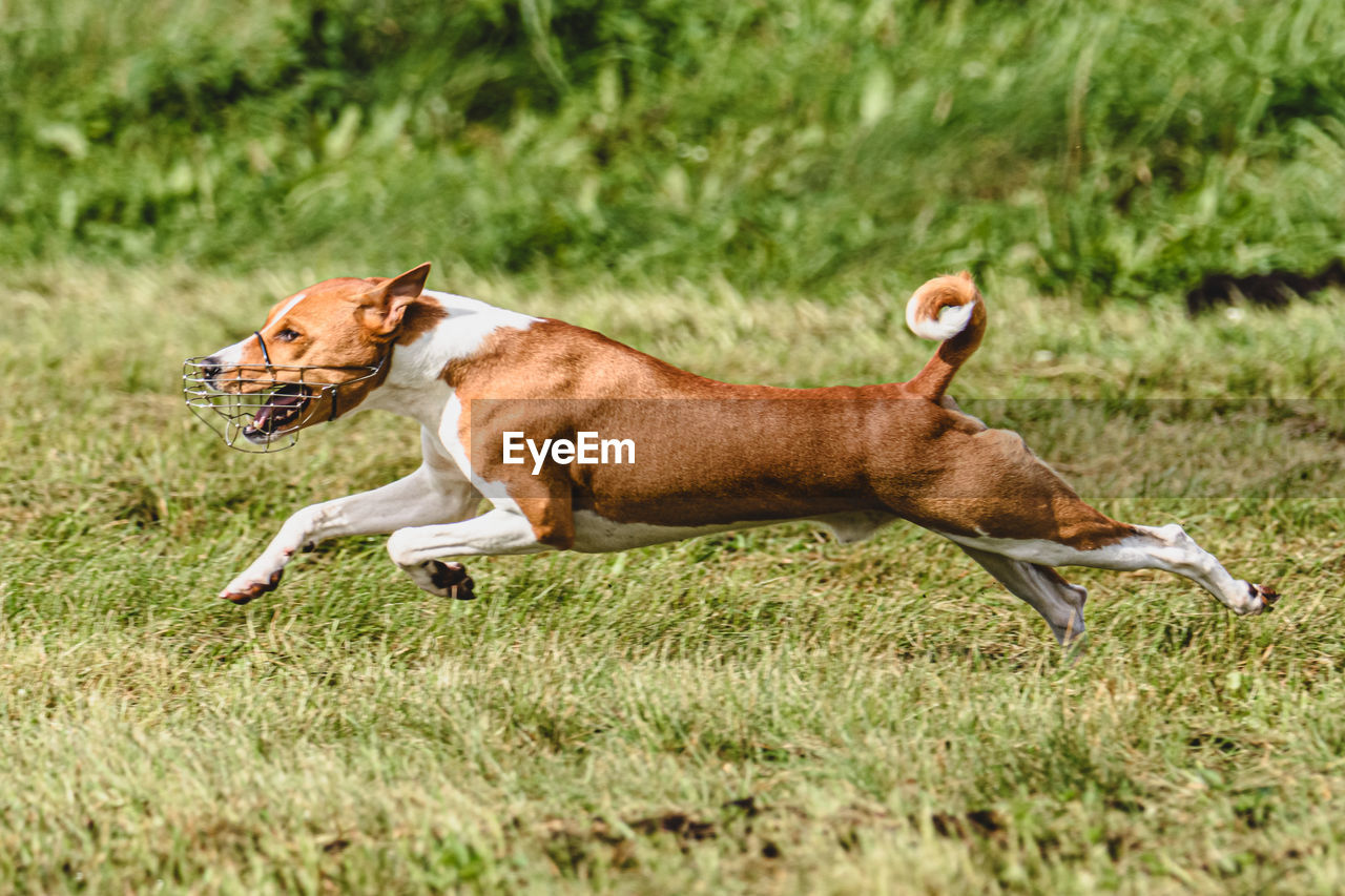 animal themes, animal, dog, mammal, pet, one animal, grass, domestic animals, animal sports, plant, sports, hound, canine, running, side view, nature, field, no people, motion, land, day, brown, outdoors, animal wildlife, full length, sighthound, green
