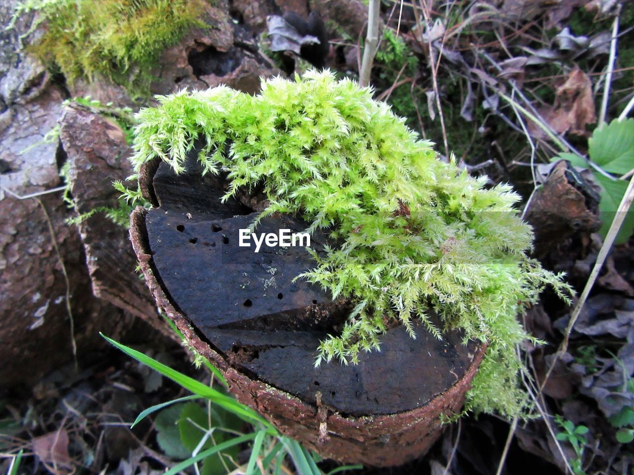 CLOSE-UP OF PLANT