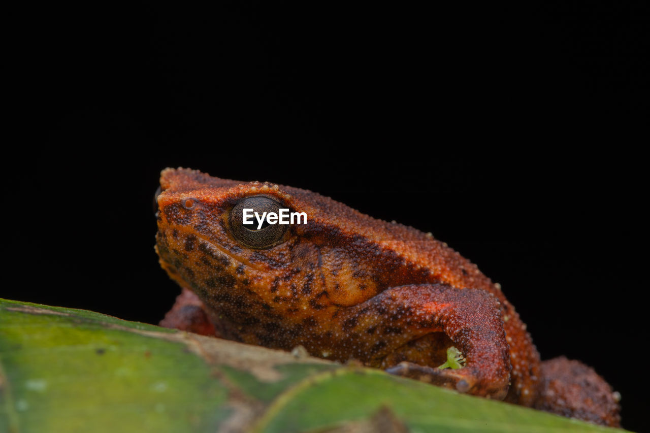 CLOSE-UP OF LIZARD