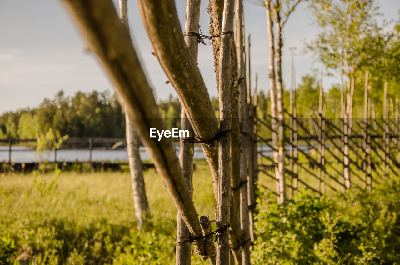 TREES GROWING ON FIELD