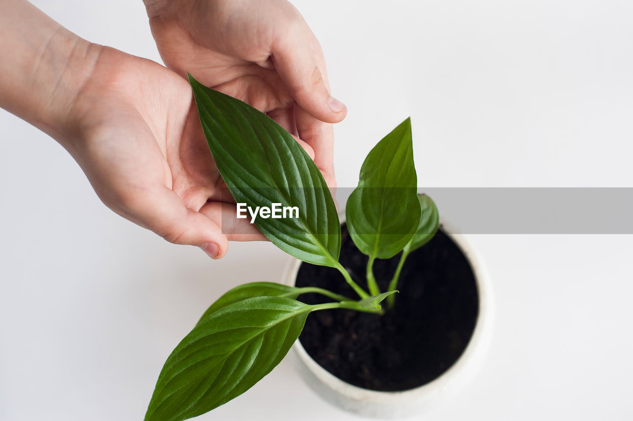 MIDSECTION OF PERSON HOLDING LEAVES