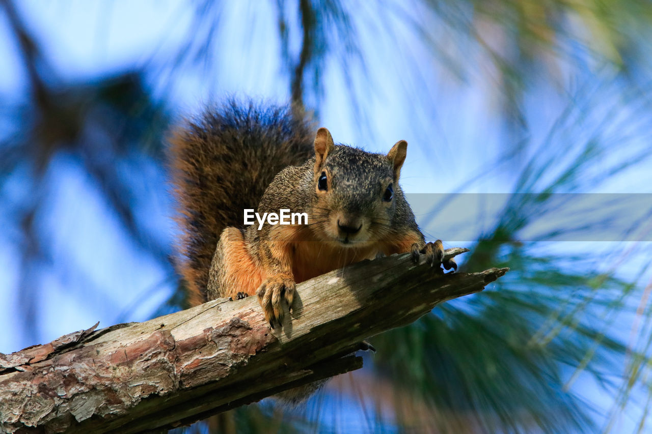 LOW ANGLE VIEW OF SQUIRREL