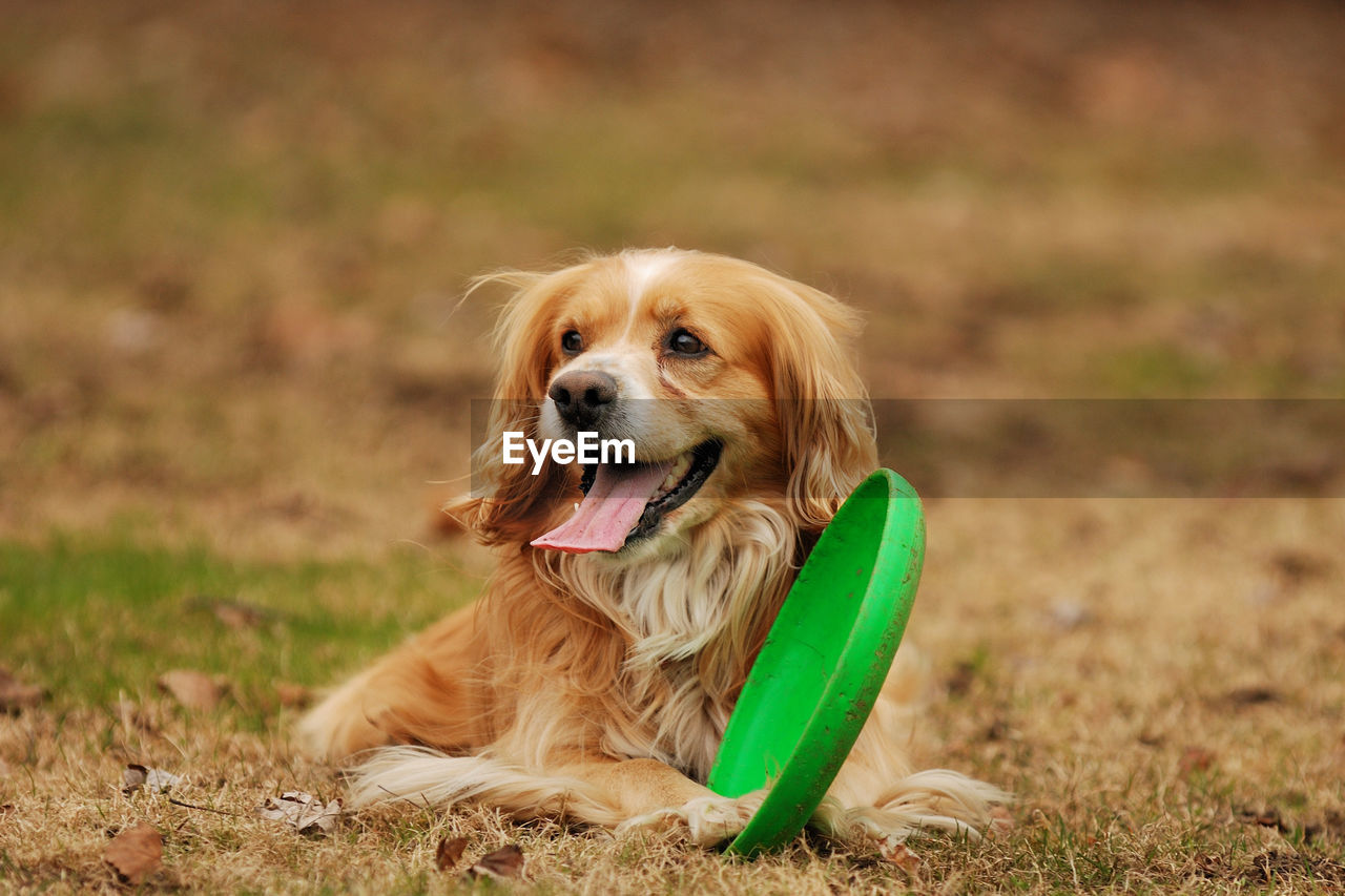 Playful brown dog with green plastic disc outdoors 