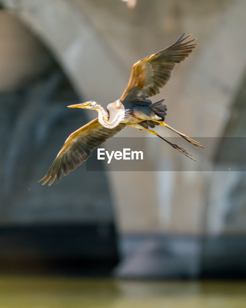 Imperial heron in flight landing at its perch on the river