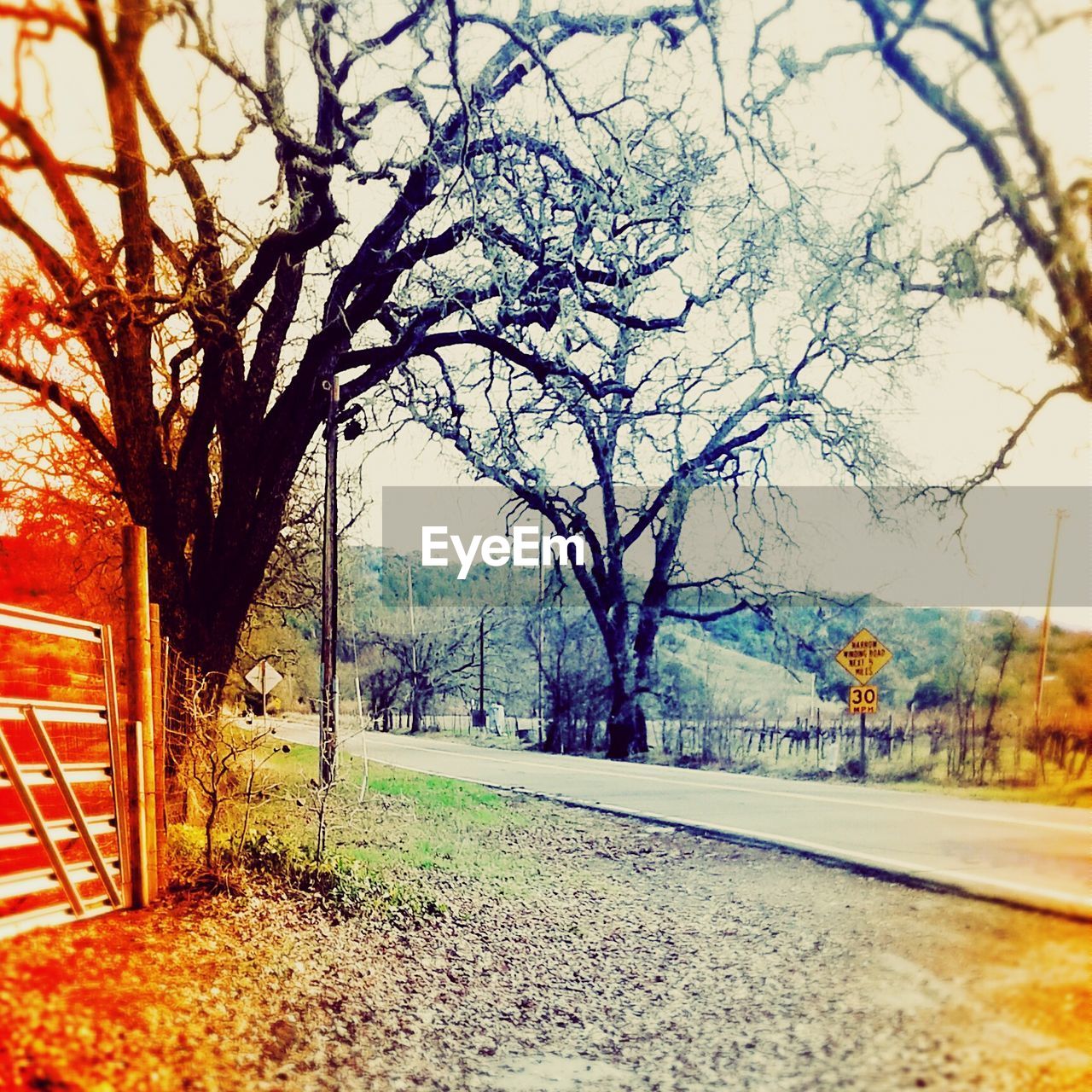 VIEW OF BARE TREES ALONG ROAD