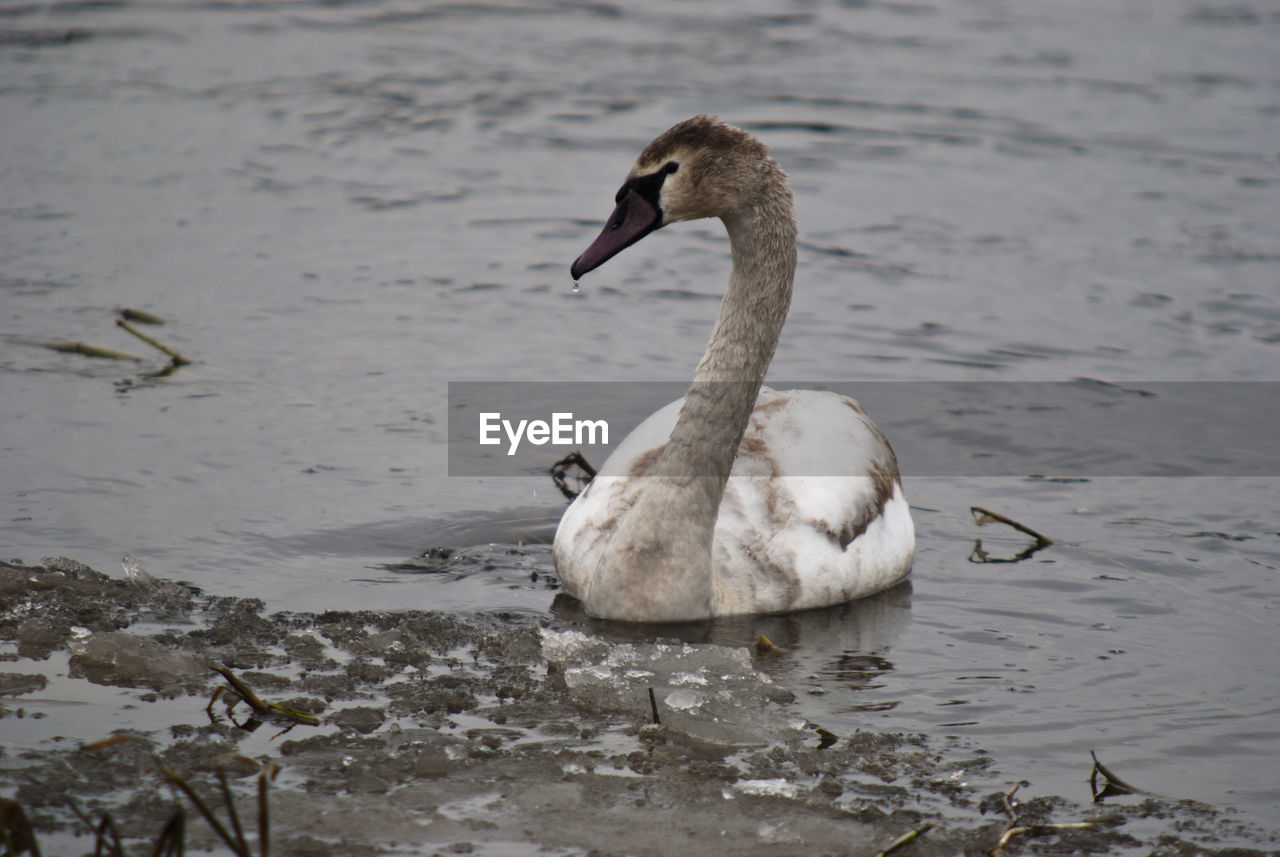 SWANS SWIMMING IN LAKE