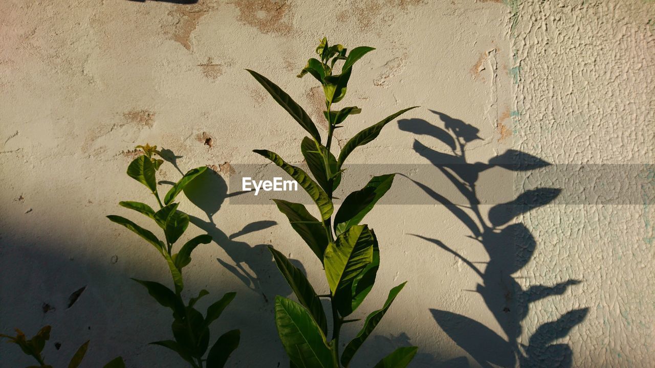 CLOSE-UP OF PLANTS AGAINST WALL