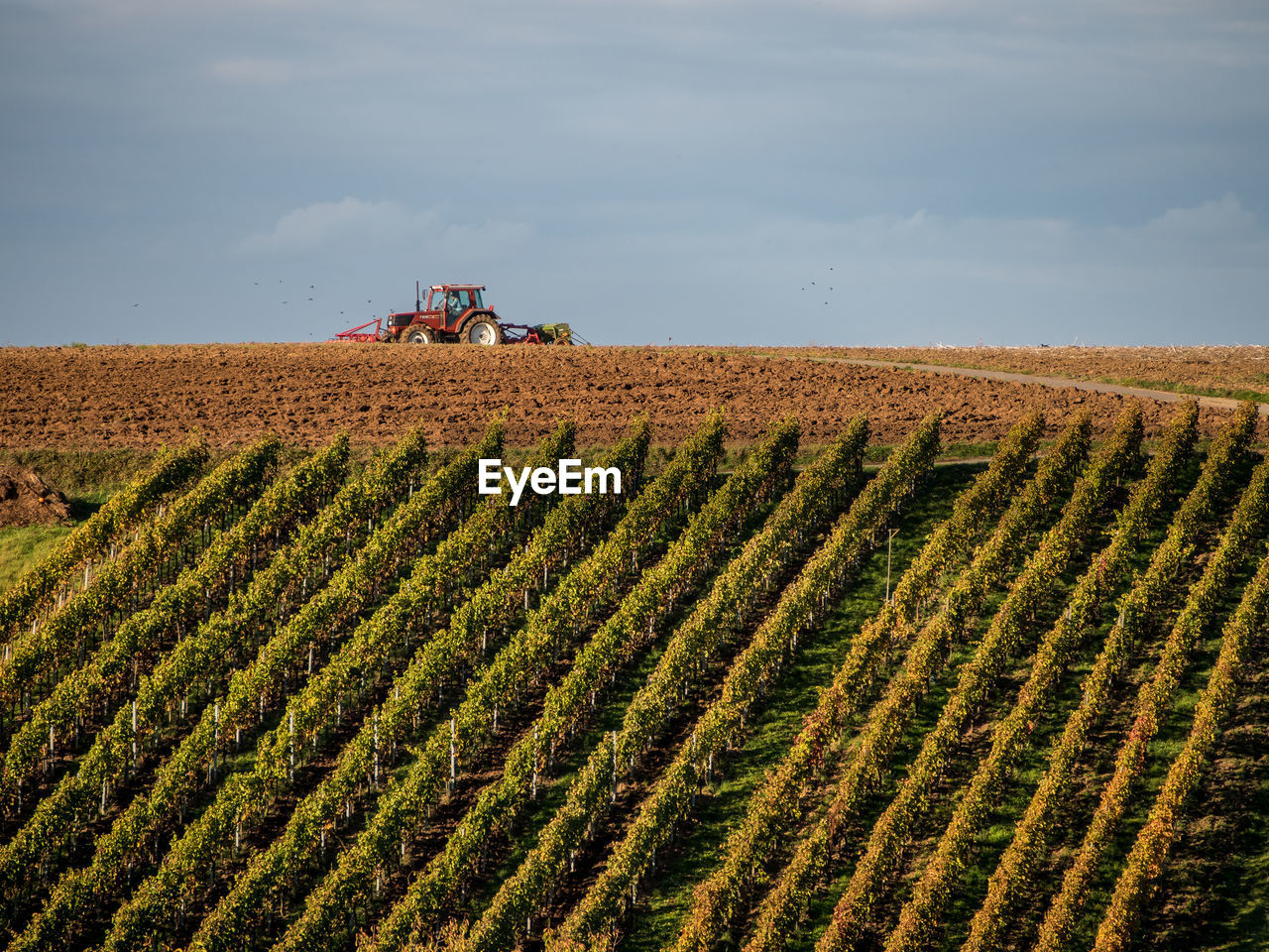 PANORAMIC VIEW OF AGRICULTURAL FIELD