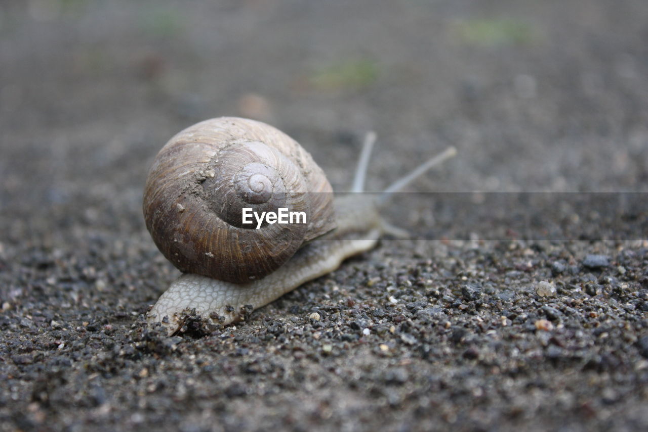 CLOSE-UP OF SNAIL OUTDOORS