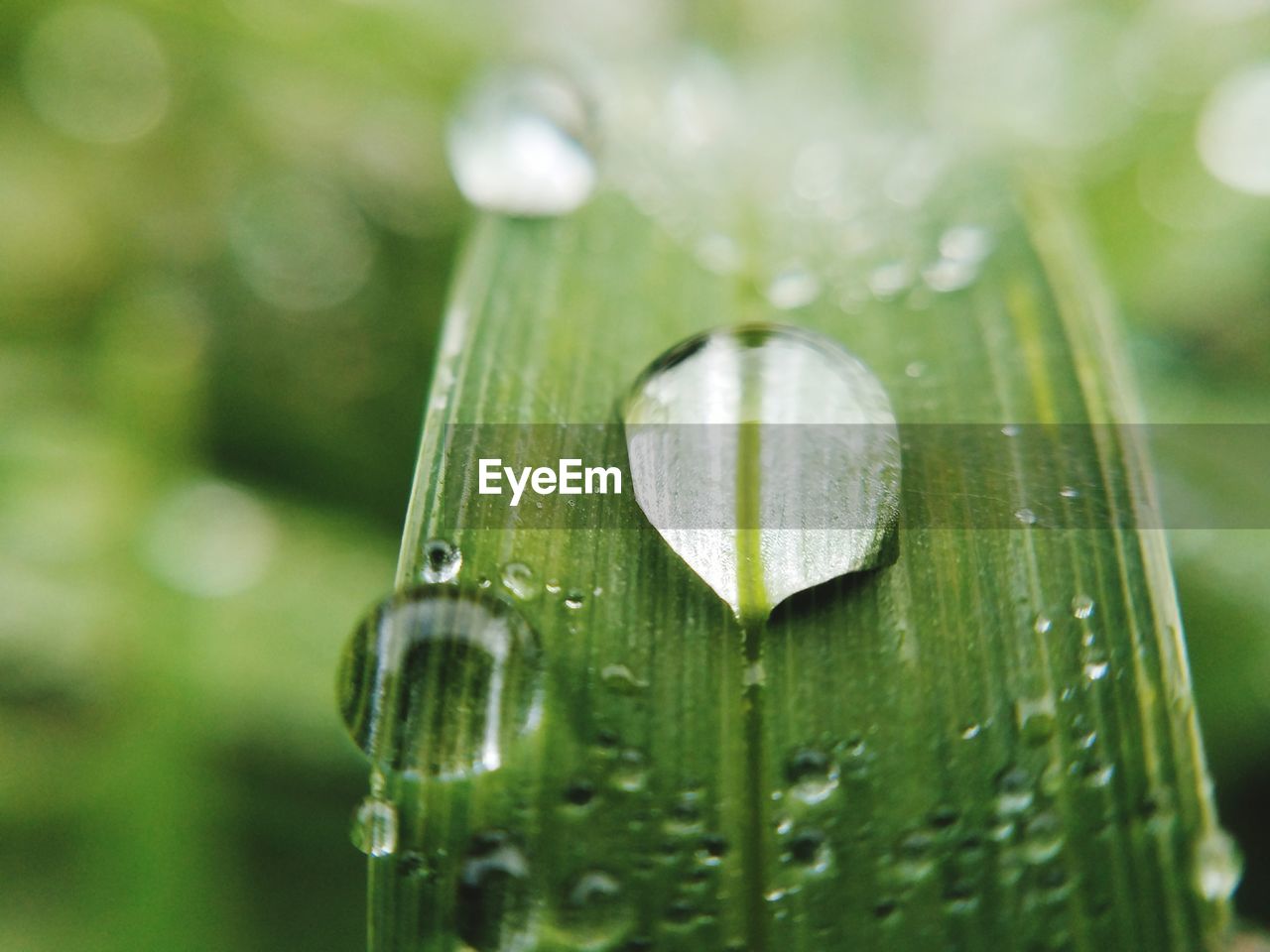 Close-up of raindrops on leaf