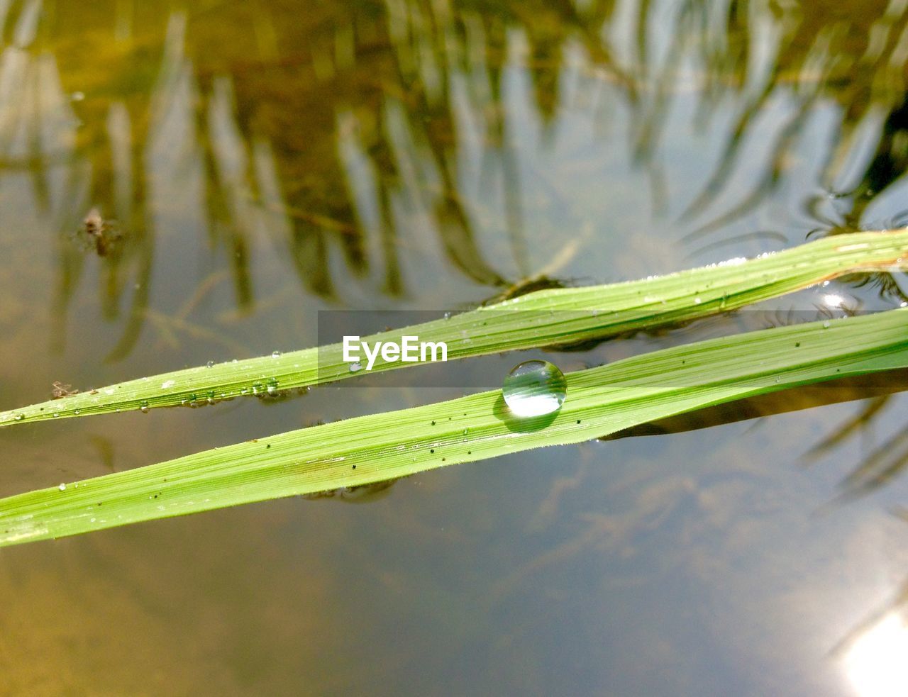 CLOSE-UP OF WATER DROP ON LEAF