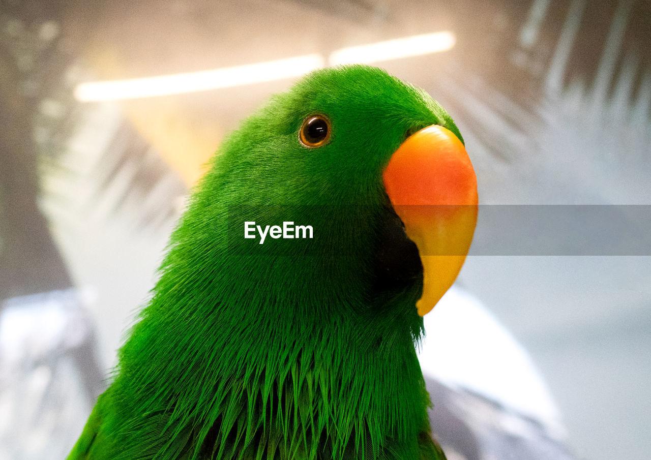 Close-up of electus parrot 