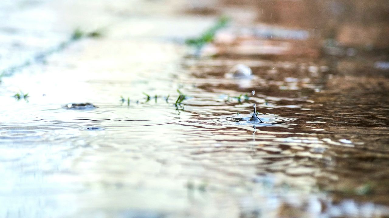 CLOSE-UP OF JELLYFISH SWIMMING IN WATER