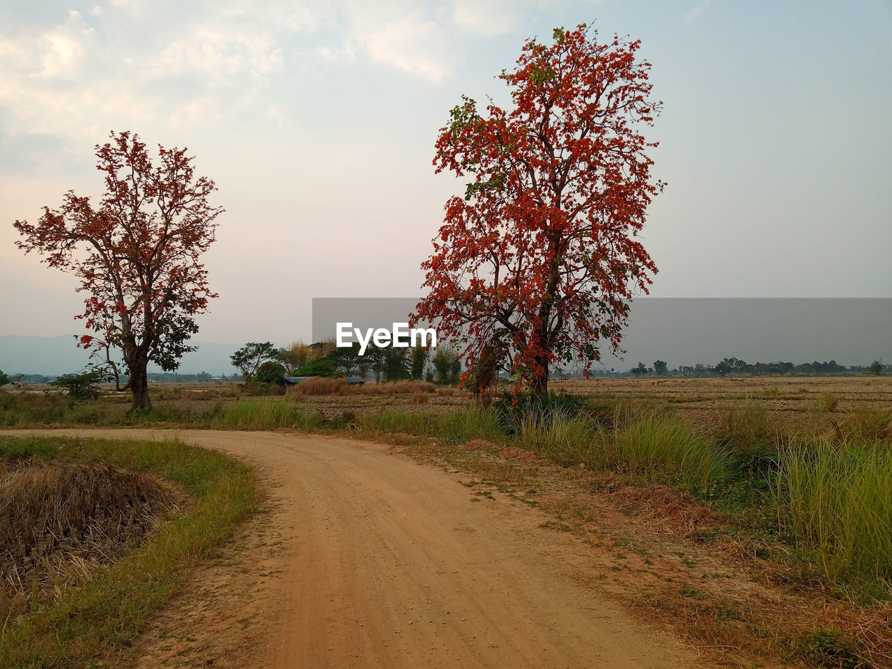 Dirt road by trees on field against sky