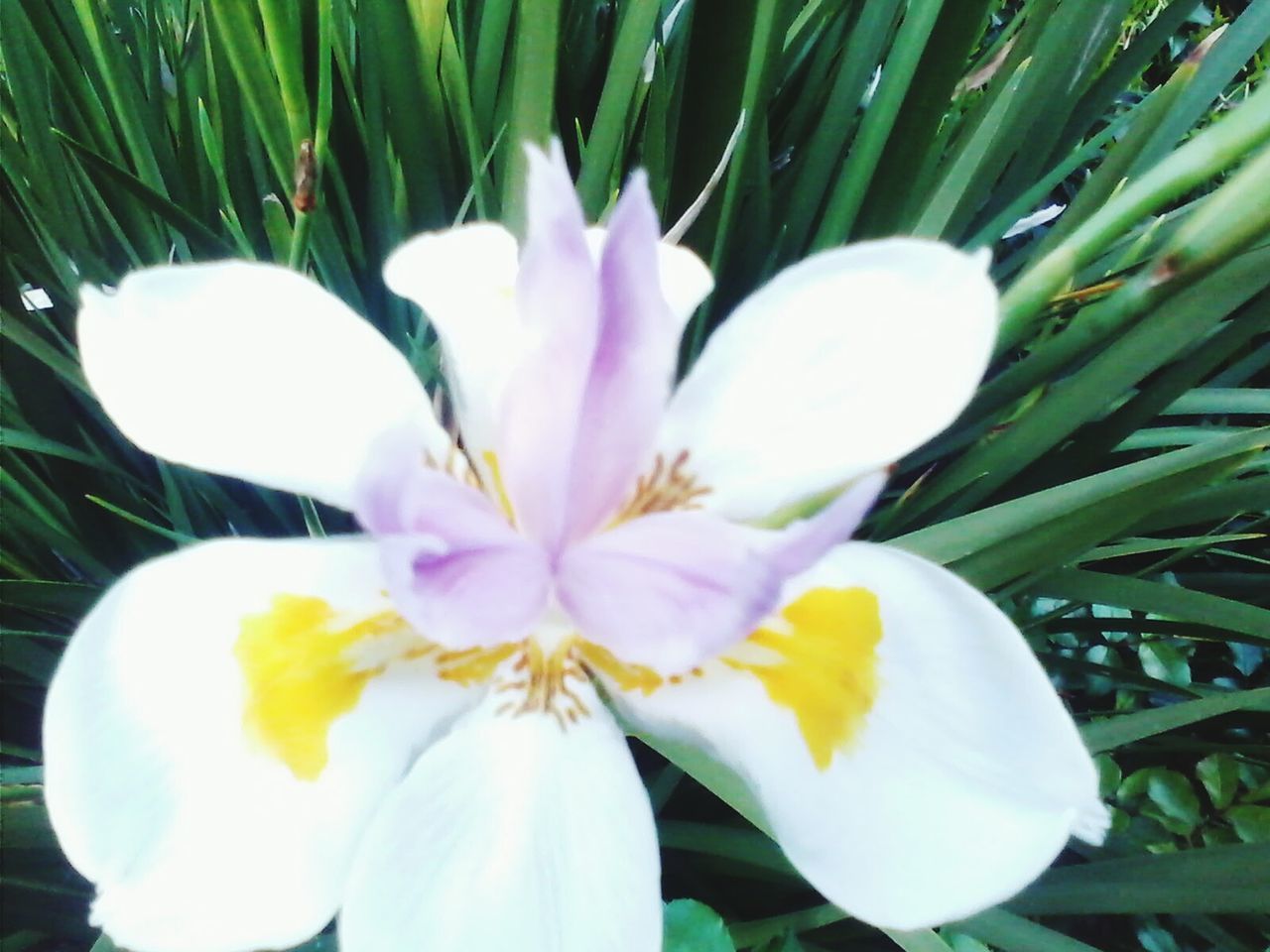 CLOSE-UP OF WHITE FLOWERS BLOOMING OUTDOORS