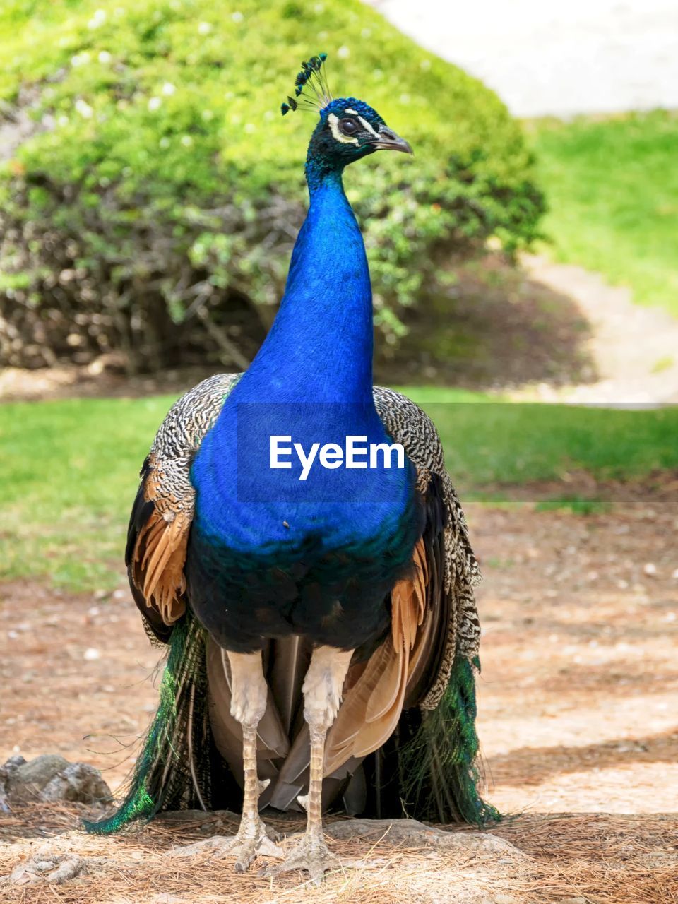 CLOSE-UP OF PEACOCK ON THE LAND