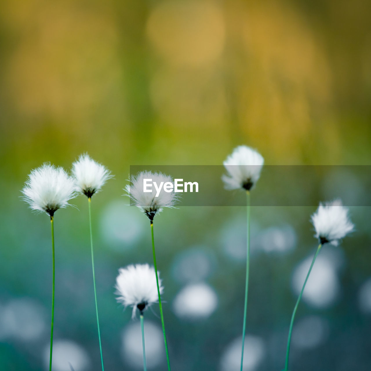 A beautiful cotton-grass heads in the warm sunset light. white fluffy cotton-grass flowers.
