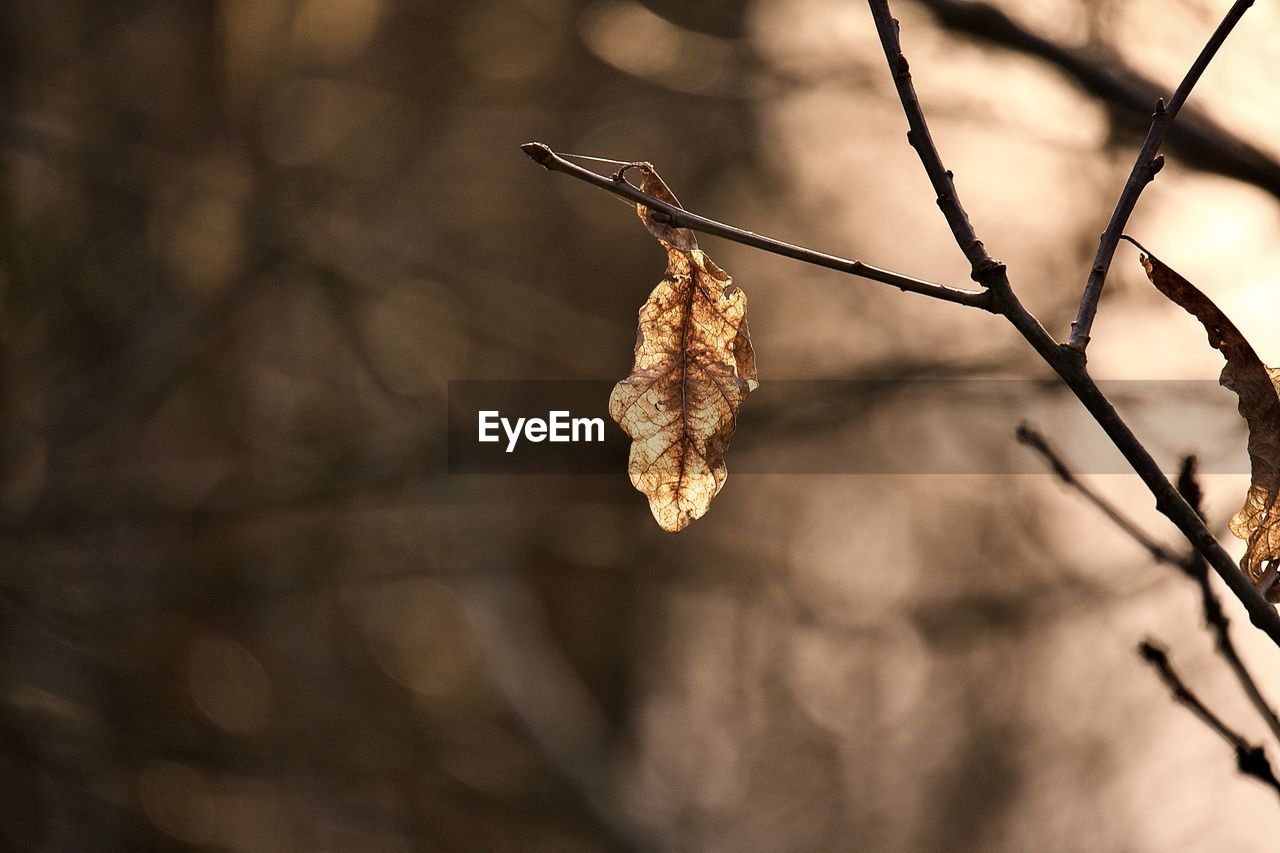 CLOSE-UP OF DRIED LEAVES ON PLANT