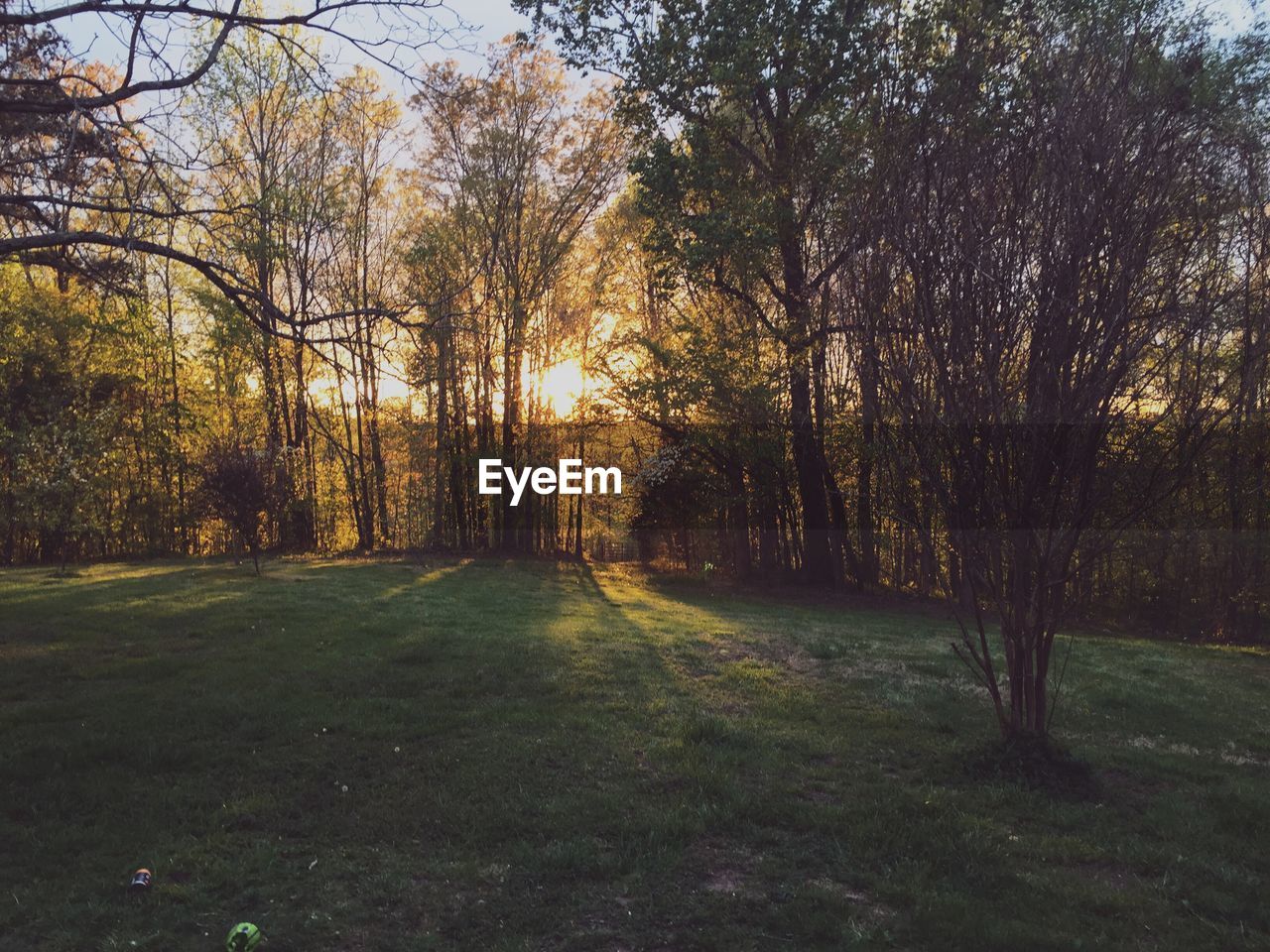 TREES ON FIELD DURING SUNSET