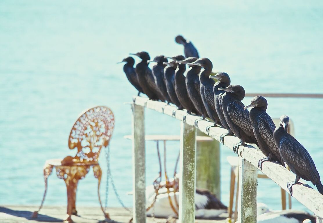 Birds on railing near river