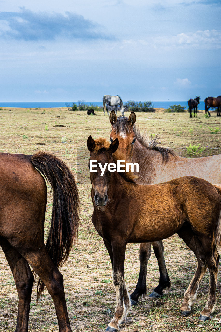 Horse standing in a field