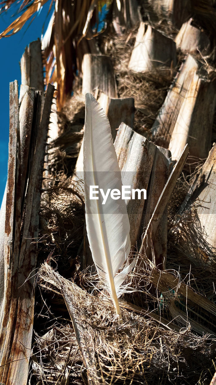 HIGH ANGLE VIEW OF FEATHER ON DRY PLANT