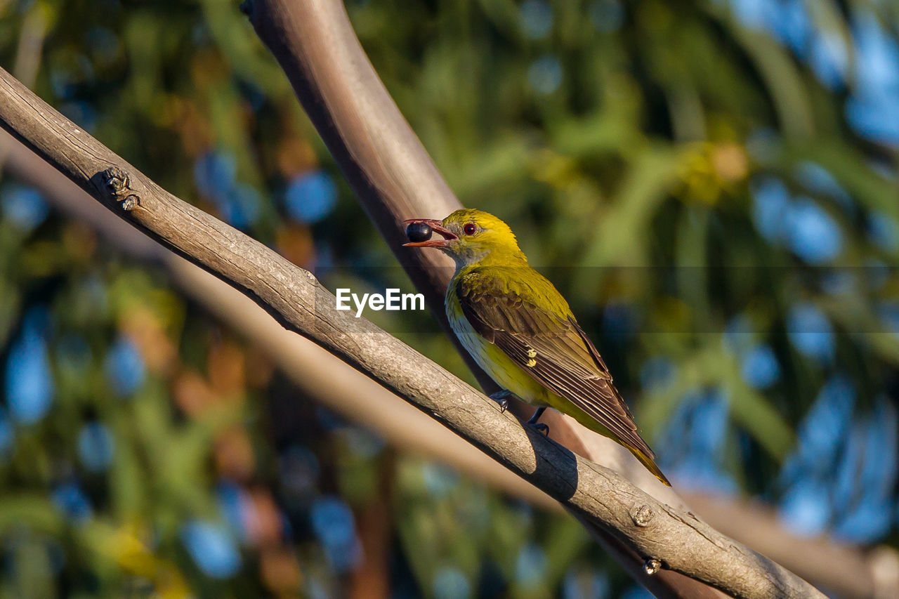 CLOSE-UP OF BIRD PERCHING ON TREE