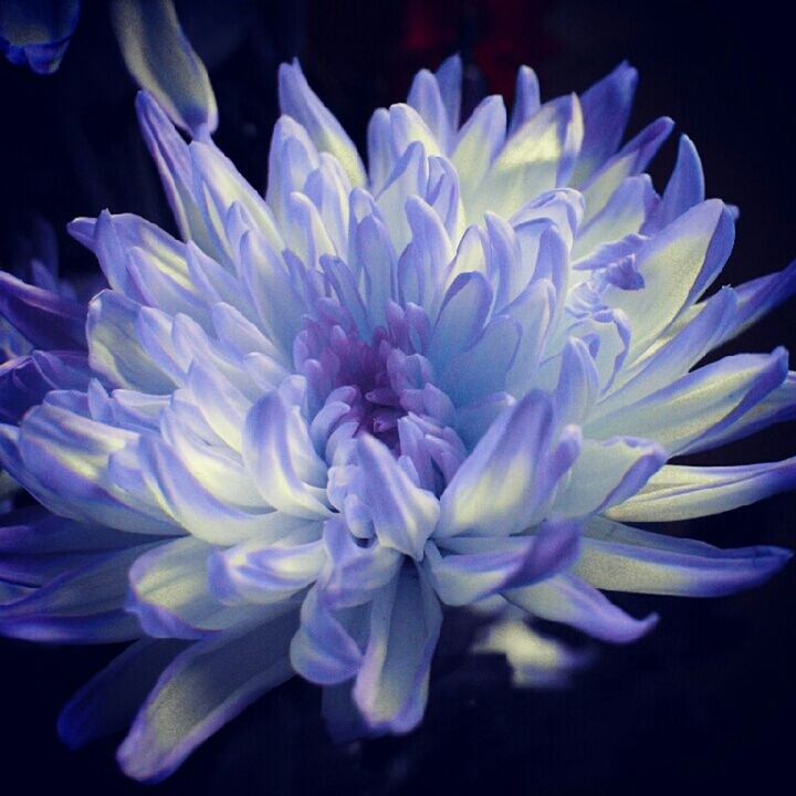 CLOSE-UP OF PURPLE FLOWERS