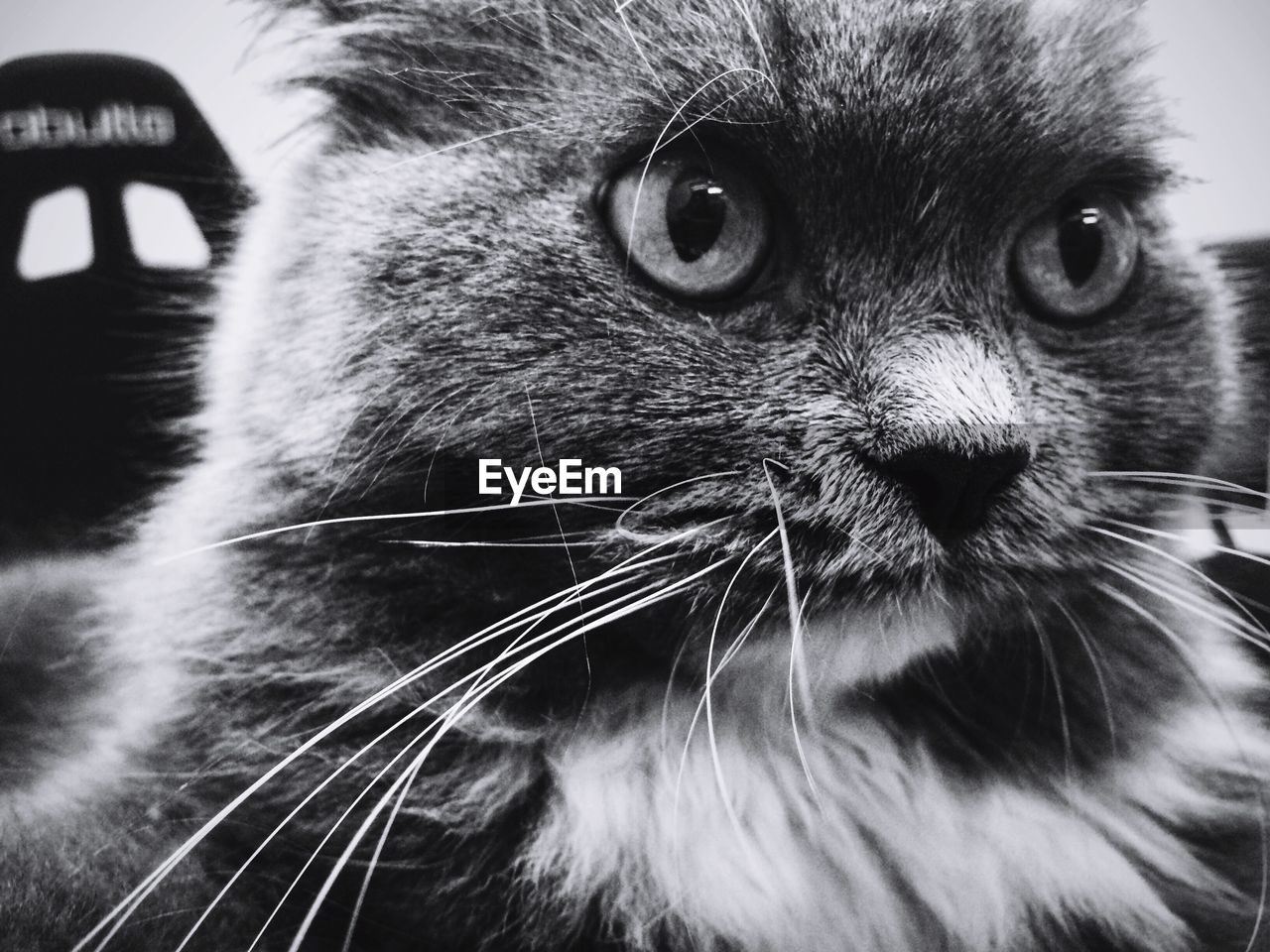 CLOSE-UP PORTRAIT OF A CAT LOOKING AWAY