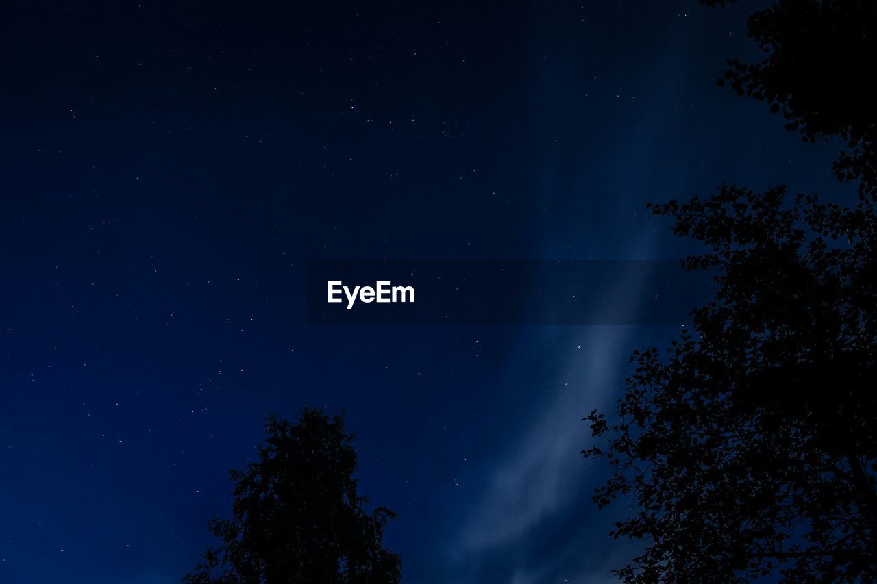 LOW ANGLE VIEW OF TREES AGAINST SKY