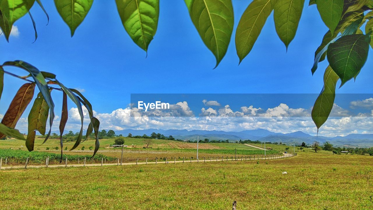 Scenic view of field against sky