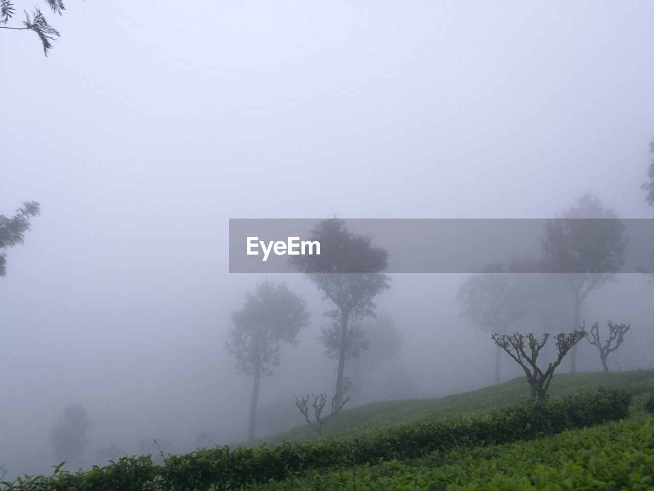 TREES ON LANDSCAPE DURING FOGGY WEATHER