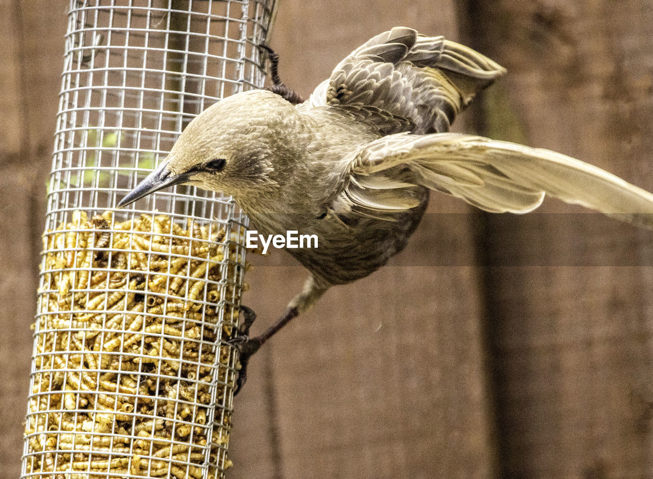 CLOSE-UP OF BIRD PERCHING ON METAL FEEDER