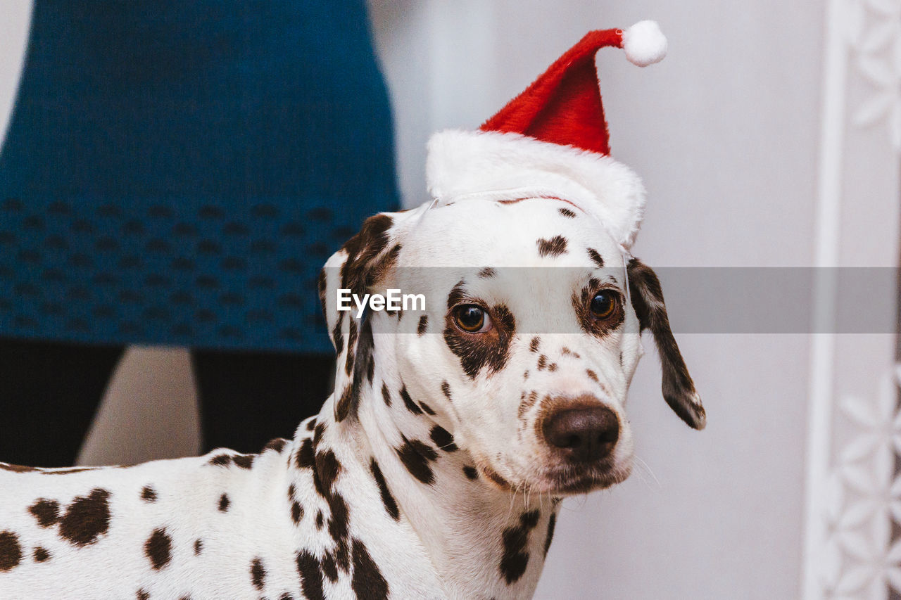 Dalmatian dog wearing santa hat