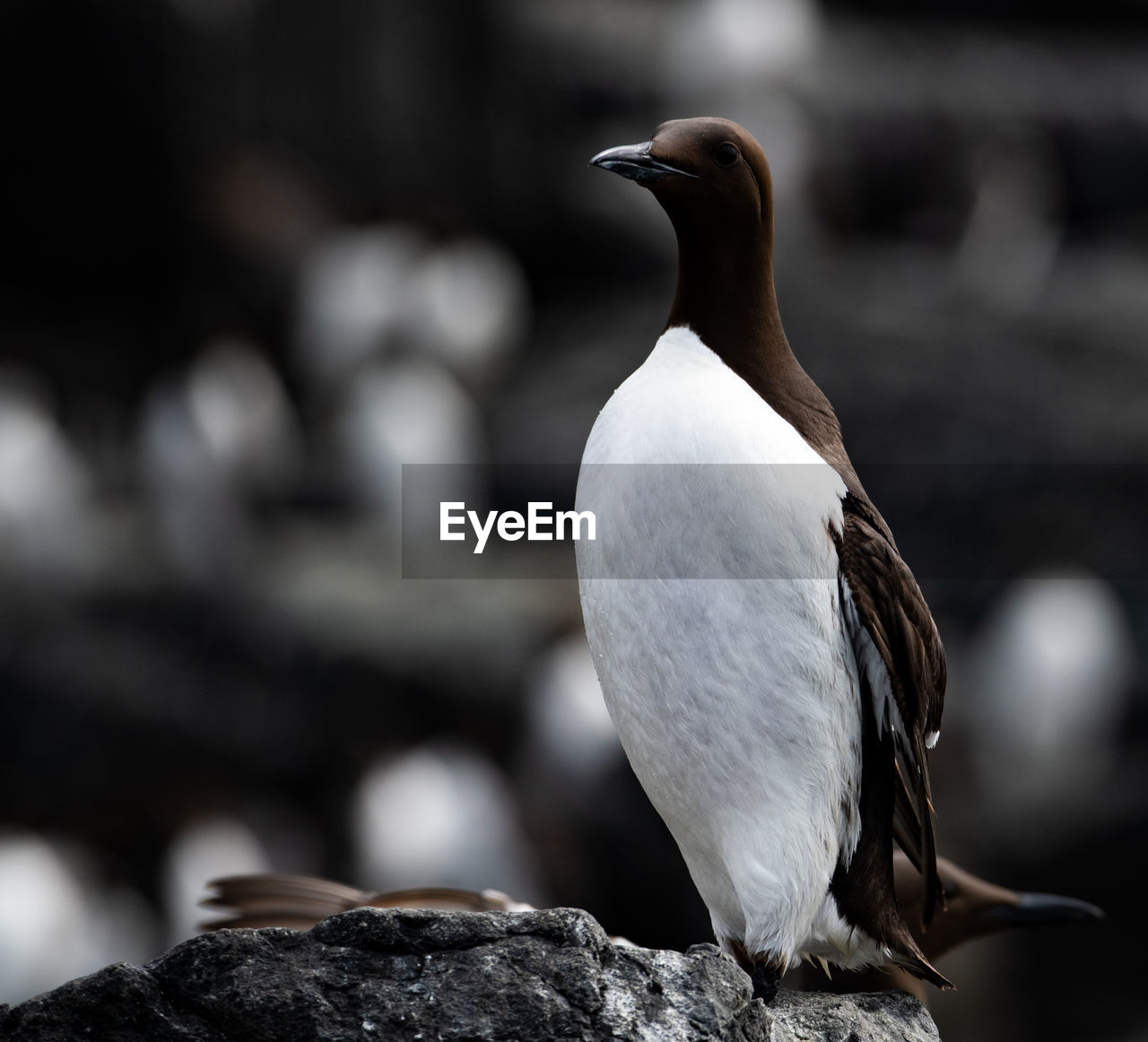 CLOSE-UP OF SEAGULL ON ROCK