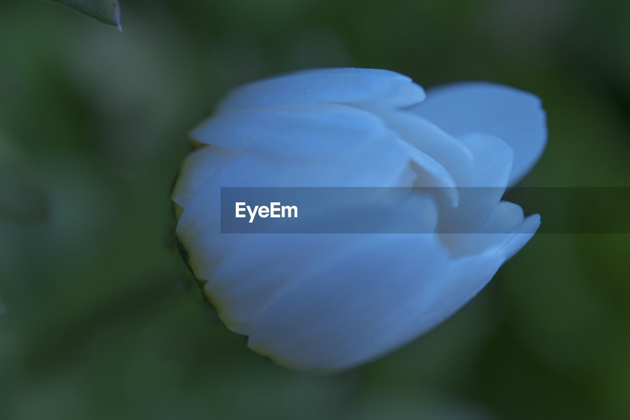 CLOSE-UP OF PURPLE FLOWERS BLOOMING OUTDOORS