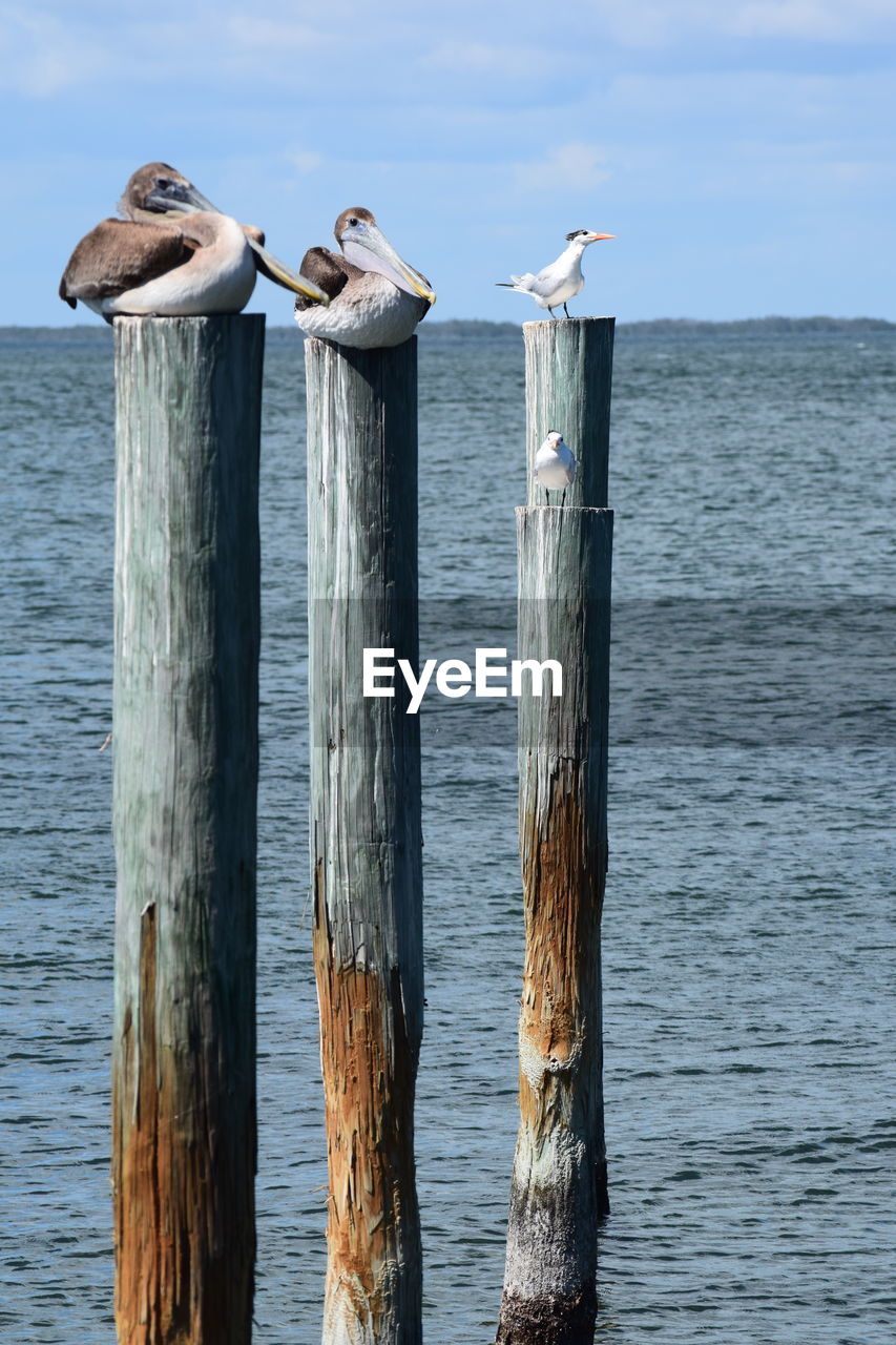 BIRD PERCHING ON WOODEN POST IN SEA