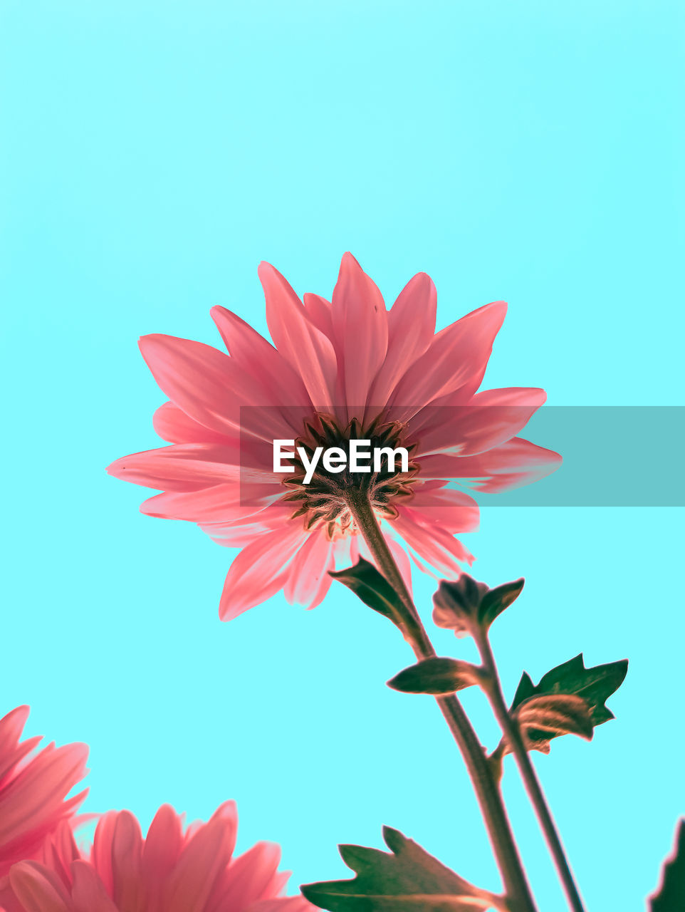 LOW ANGLE VIEW OF PINK FLOWERING PLANT AGAINST BLUE SKY