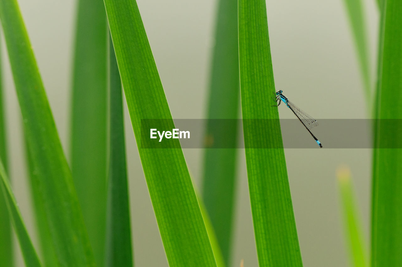 CLOSE-UP OF INSECT ON GREEN GRASS