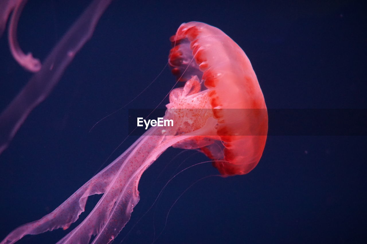 CLOSE-UP OF JELLYFISH IN AQUARIUM