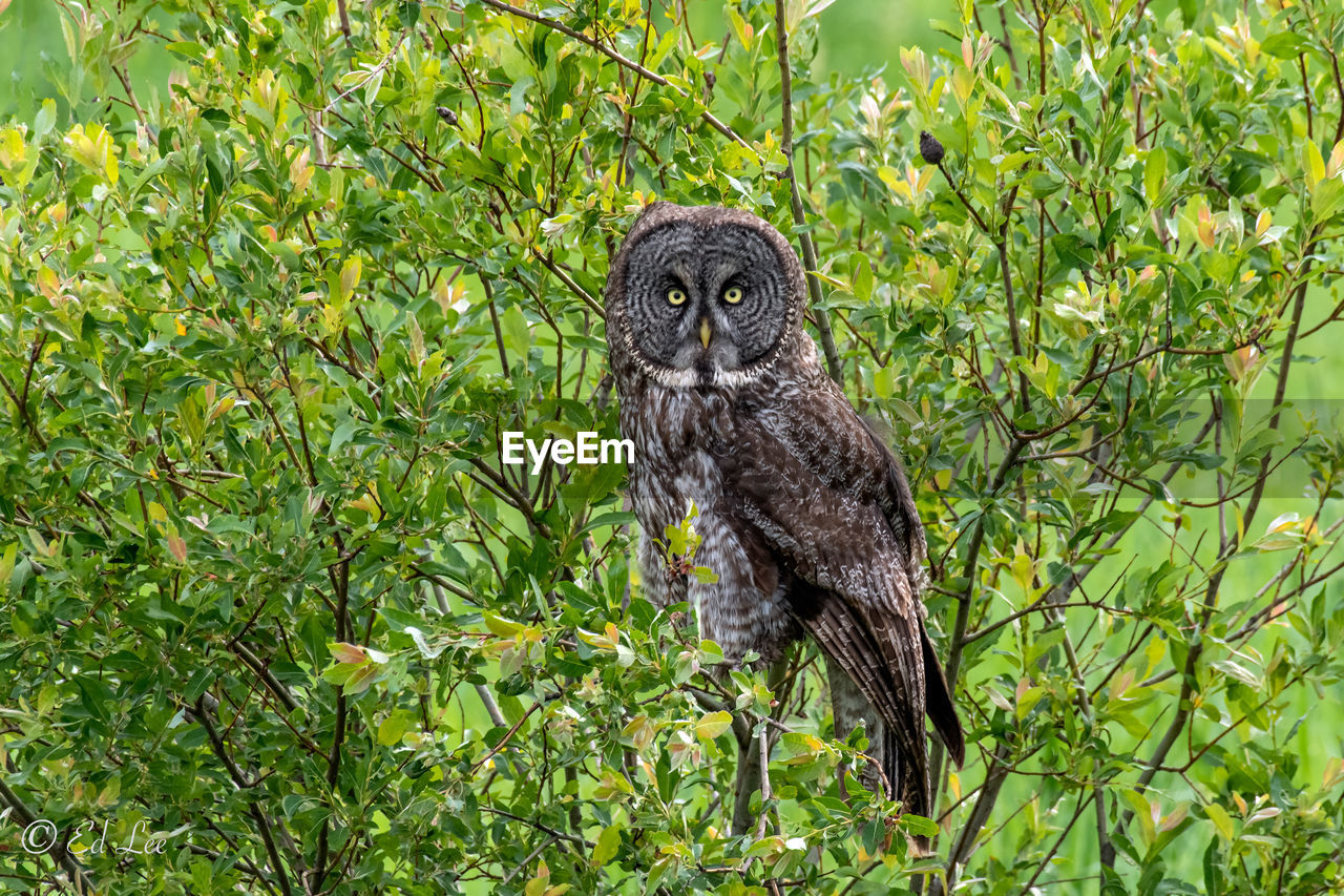 Portrait of a great gray owl