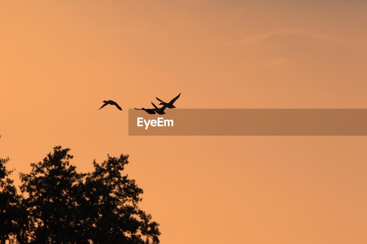 LOW ANGLE VIEW OF SILHOUETTE BIRD FLYING AGAINST SKY